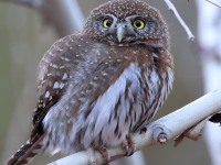 A10A7994Pygmy_Owl