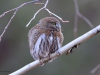 A10A7998Pygmy_Owl