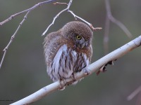 A10A8002Pygmy_Owl
