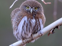 A10A8008Pygmy_Owl