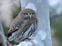 A10A8018Pygmy_Owl
