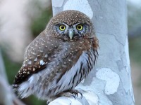 A10A8020Pygmy_Owl