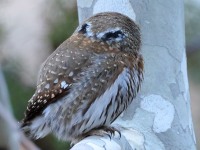 A10A8022Pygmy_Owl