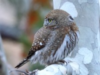 A10A8029Pygmy_Owl