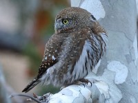 A10A8031Pygmy_Owl