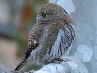 A10A8033Pygmy_Owl