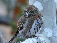 A10A8035Pygmy_Owl