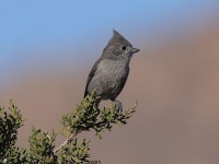 A10A8042Juniper_Titmouse