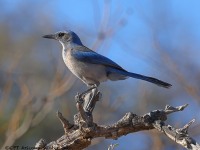 A10A8059Woodhouses_Scrub-Jay