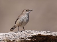 A10A8066Rock_Wren