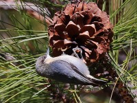 A10A8091Pygmy_Nuthatch