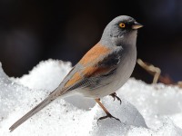 A10A8097Yellow-eyed_Junco