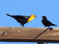 A10A8122Yellow-headed_Blackbird