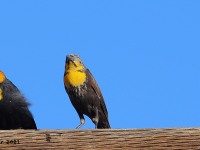 A10A8135Yellow-headed_Blackbirds