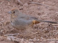 A10A8190Canyon_Towhee