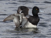 A10A8334Lesser_Scaup