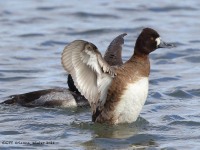 A10A8338Lesser_Scaup