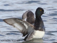 A10A8340Lesser_Scaup