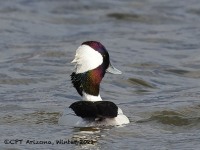 A10A8365Bufflehead