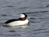 A10A8377Bufflehead