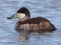 A10A8390Ruddy_Duck