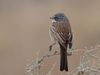 A10A8465Sagebrush_Sparrow