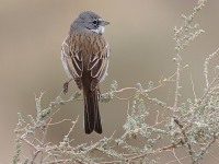 A10A8467Sagebrush_Sparrow