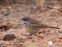 A10A8471Sagebrush_Sparrow