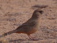 A10A8639Aberts_Towhee