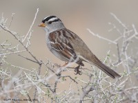 A10A8668White-crowned_Sparrow
