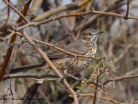 A10A8679Sage_Thrasher