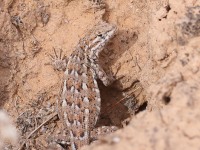 A10A8700Lizard
