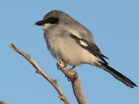 A10A8764Loggerhead_Shrike