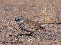 A10A8815Sagebrush_Sparrow