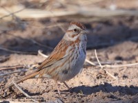 A10A8824Song_Sparrow