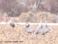 A10A8878Common_Crane