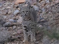 A10A8941Bobcat