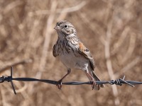 A10A9015Vesper_Sparrow