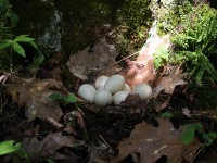 A10A7322Ruffed_Grouse_Nest_Eggs