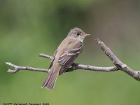 A10A7344Willow_Flycatcher