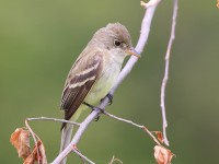 A10A7355Willow_Flycatcher