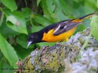 A10A7369Baltimore_Oriole