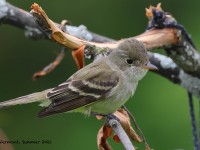 A10A7394Willow_Flycatcher