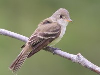 A10A7401Willow_Flycatcher