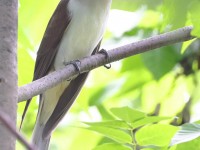 A10A7432Black-billed_Cuckoo