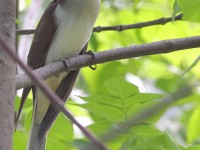 A10A7455Black-billed_Cuckoo