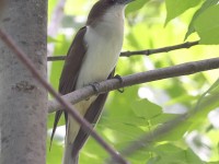 A10A7466Black-billed_Cuckoo