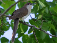 A10A7498Black-billed_Cuckoo