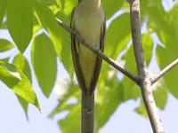 A10A7503Black-billed_Cuckoo