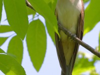 A10A7509Black-billed_Cuckoo